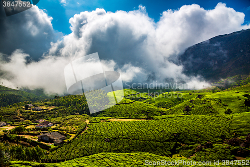 Image of Tea plantations in India