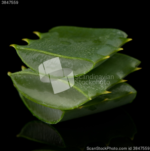 Image of Sliced aloe leaf