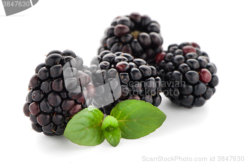 Image of Blackberries with leaves