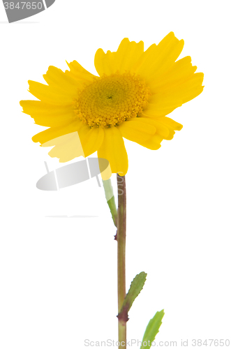 Image of Daisy flower