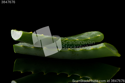 Image of Sliced aloe leaf