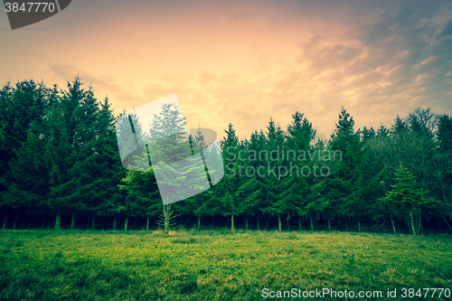 Image of Green pine trees on a row