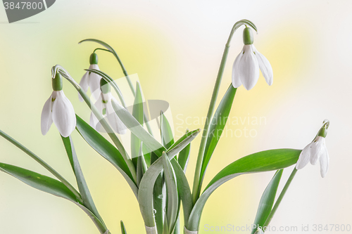 Image of Snowdrops in the spring on a green background
