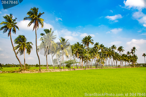 Image of Paddy fields and palm trees