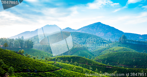 Image of Tea plantations in India