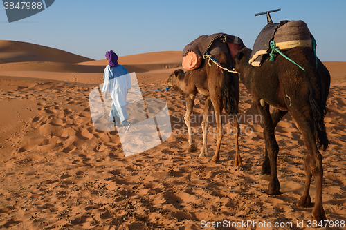 Image of Berber man leading caravan, Hassilabied, Sahara Desert, Morocco