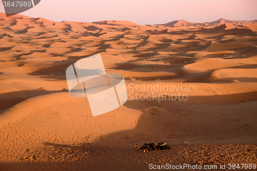 Image of Camels at the dunes, Morocco, Sahara Desert
