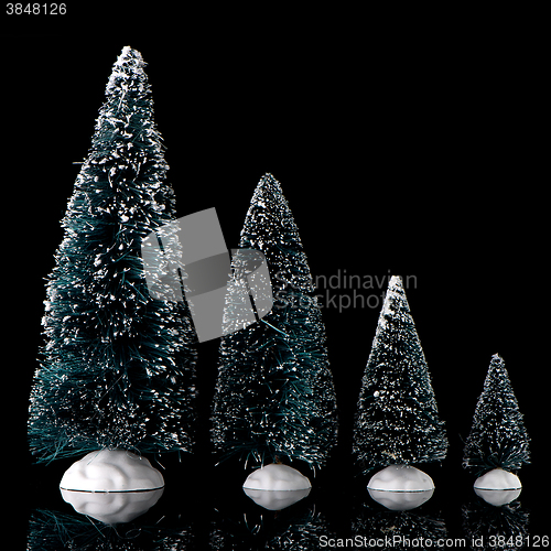 Image of Miniature pine trees