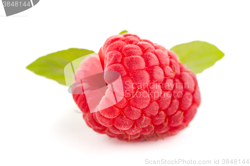 Image of Raspberries with leaves