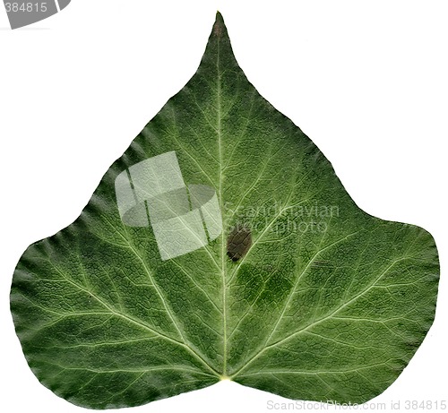 Image of Detailed ivy leaf