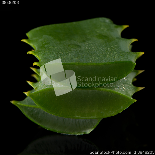 Image of Sliced aloe leaf