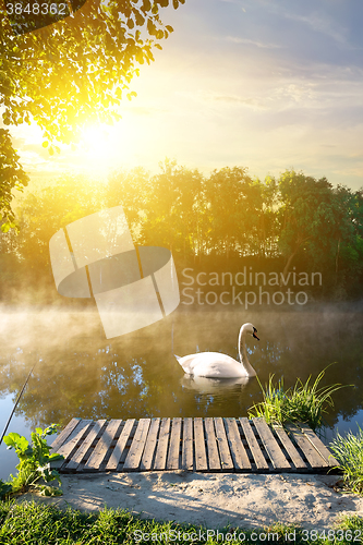 Image of Swan in the morning