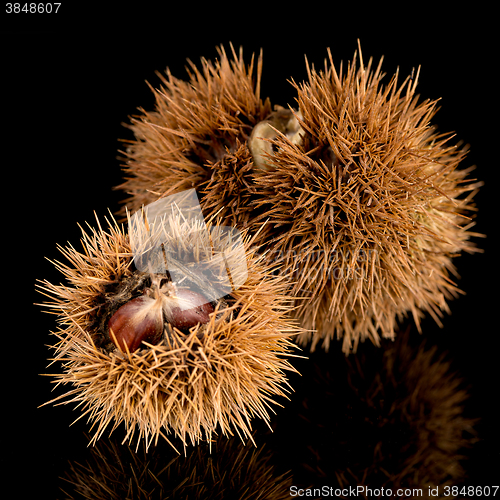 Image of Chestnuts on a black reflective background