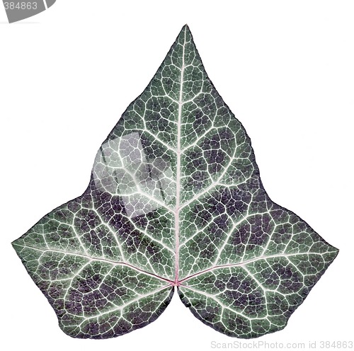 Image of Ivy leaf