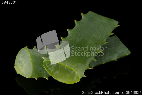 Image of Sliced aloe leaf