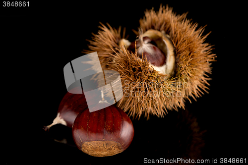 Image of Chestnuts on a black reflective background