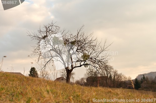 Image of Tree