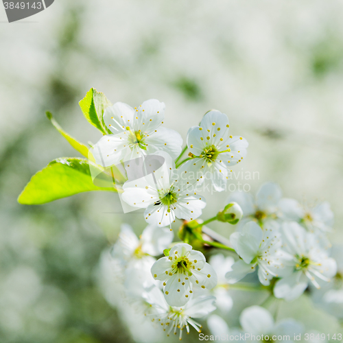 Image of Blossoming branch of a cherry, close up. Note: Shallow depth of 