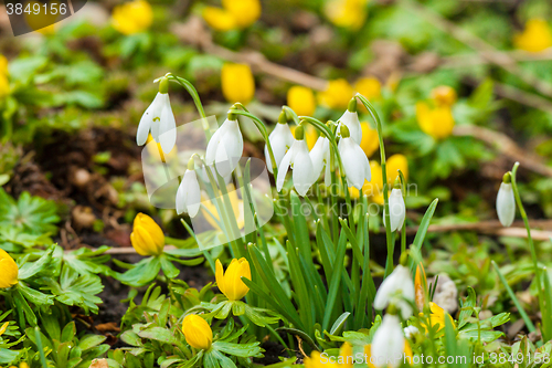 Image of Spring flowers with snowdrops and eranthis