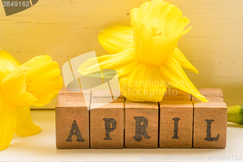 Image of Yellow daffodils in april month