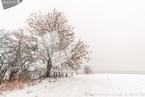 Image of Winter landscape with trees in the snow