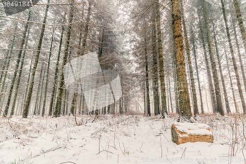 Image of Snow in a forest at wintertime