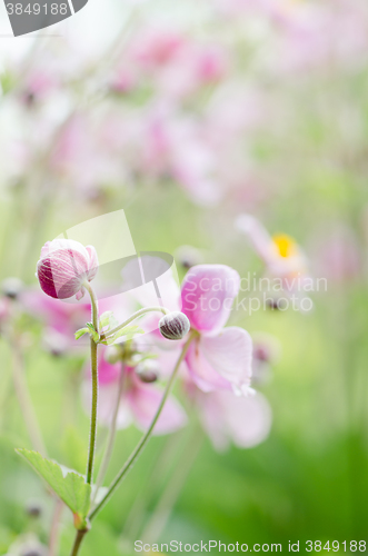 Image of Japanese Anemone flowers in the garden, close up.  Note: Shallow