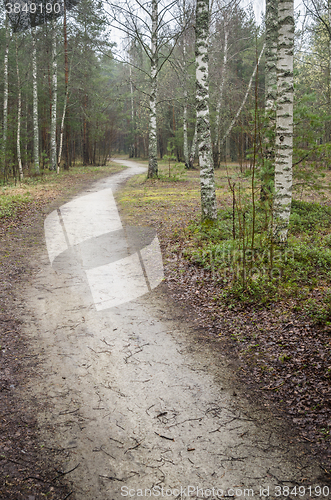 Image of Foggy spring landscape with footpath in the woods