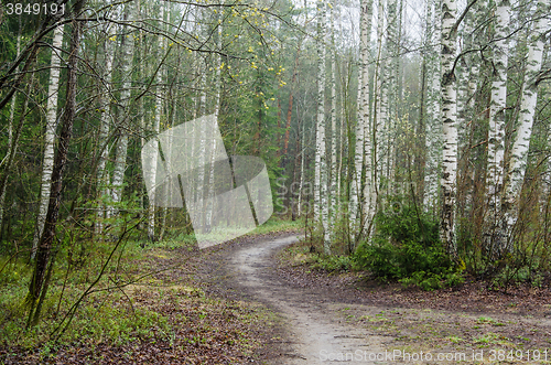 Image of Foggy spring landscape with footpath in the woods