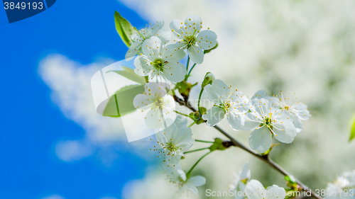 Image of Blossoming branch of a cherry, close up. Note: Shallow depth of 