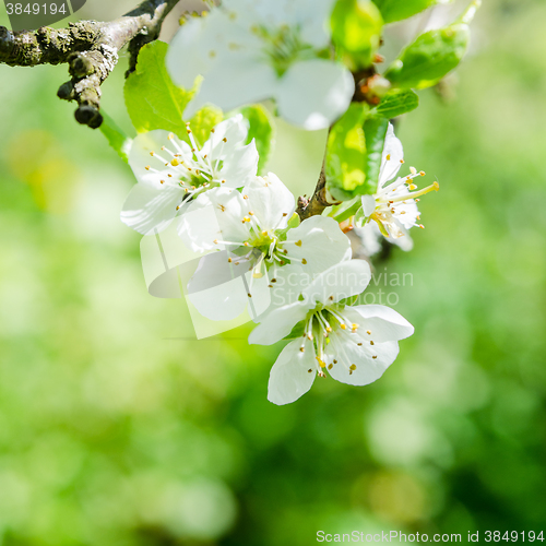 Image of Blossoming branch of a cherry, close up. Note: Shallow depth of 
