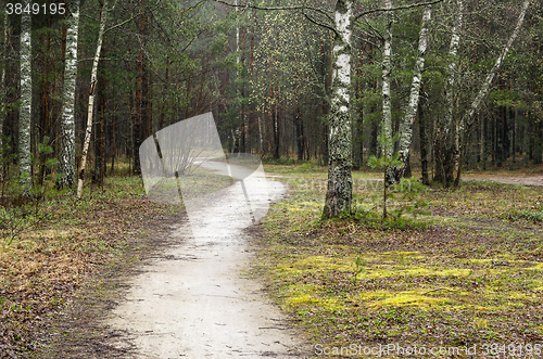 Image of Foggy spring landscape with footpath in the woods