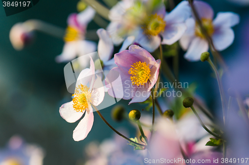 Image of Japanese Anemone flowers in the garden, close up.  Note: Shallow