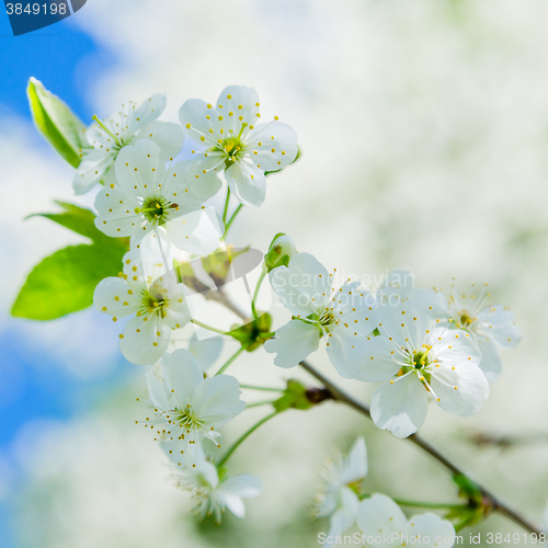 Image of Blossoming branch of a cherry, close up. Note: Shallow depth of 