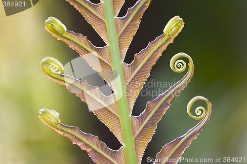 Image of Fern in spring