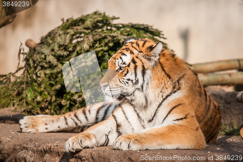 Image of Tiger resting in the sun