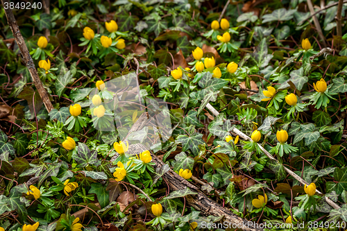 Image of Eranthis and ivy in the garden