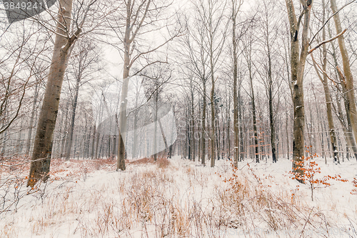 Image of Scandinavian forest in the snow