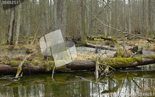 Image of Spring landscape of first in old stand of Bialowieza forest