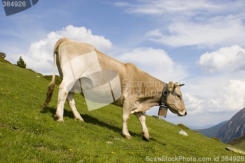 Image of Cow on mountain meadow