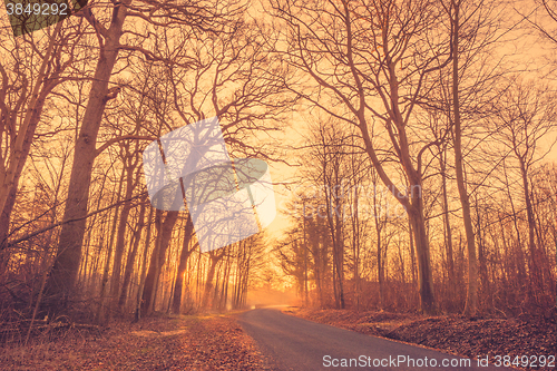 Image of Road in a misty forest at sunrise