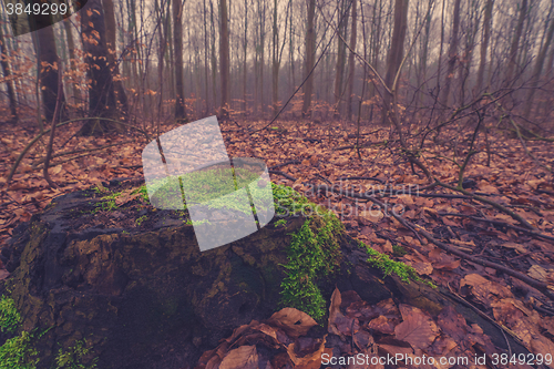 Image of Tree trunk with green moss