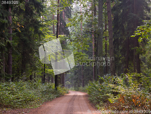 Image of Ground road entering forest