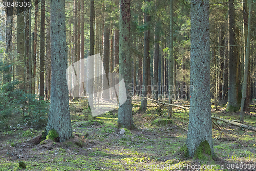 Image of Coniferous stand of Bialowieza Forest in morning