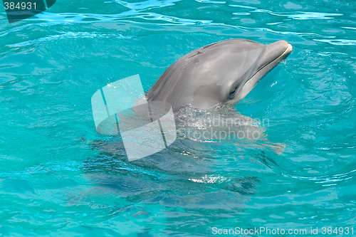 Image of Dolphin in blue water