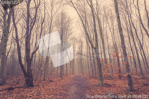 Image of Mist in the forest at autumn