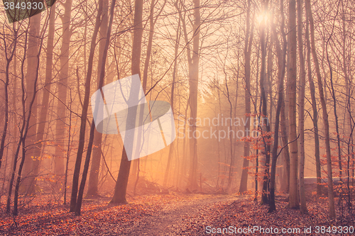 Image of Forest landscape with mist and sunrise