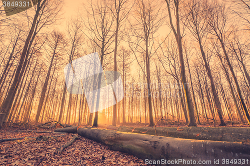 Image of Lumber in a forest at sunrise