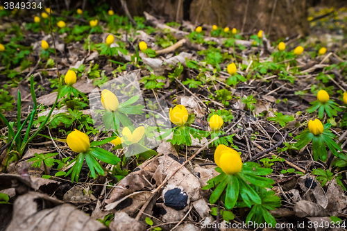 Image of Many eranthis flowers in a forest