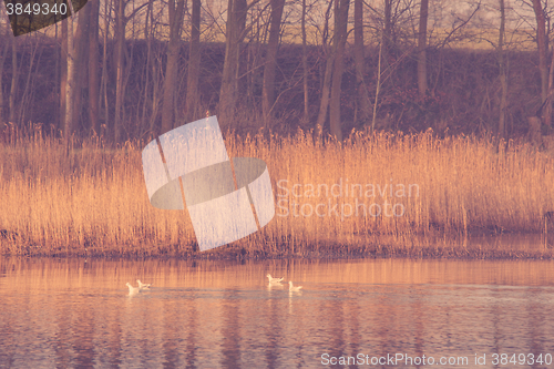 Image of Birds in a lake with rushes